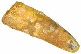 Fossil Spinosaurus Tooth - Feeding Worn Tip #365615-1